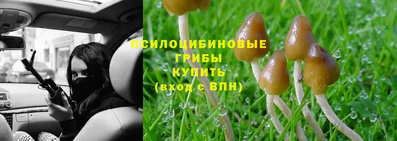 Галлюциногенные грибы Cubensis  Всеволожск 